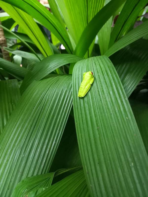 Frogs - Image 2