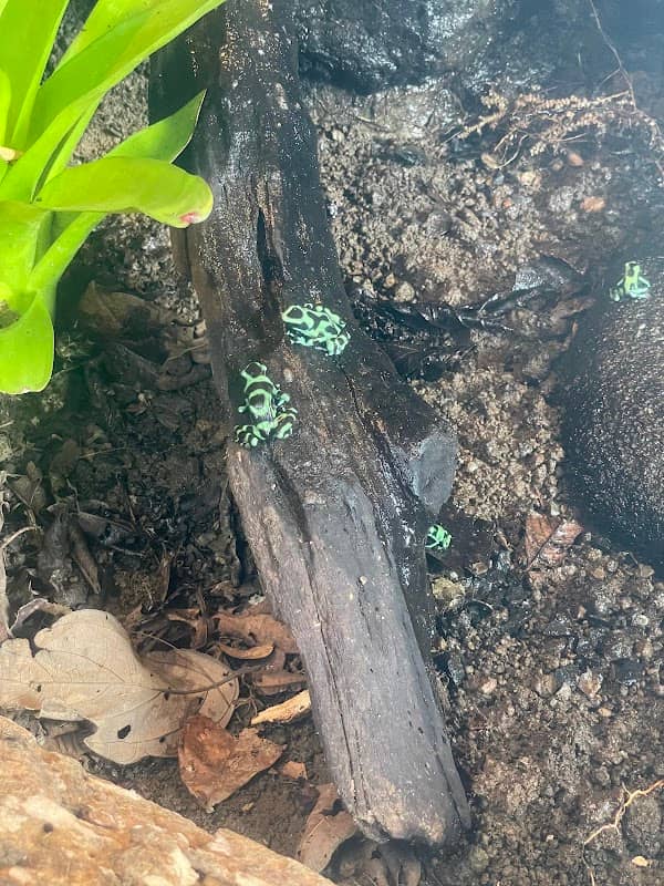 Frogs - Image 3