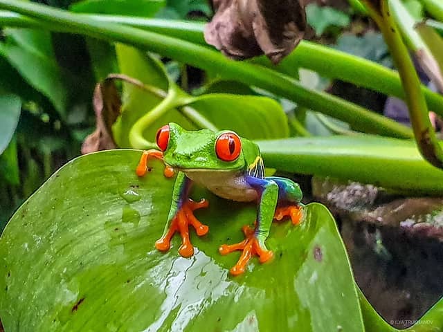 Frogs - Image 1