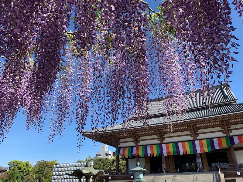 Wisteria at Nishiarai Daishi - Image 2