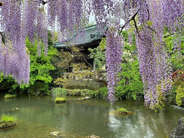 Wisteria at Nishiarai Daishi - Image 1
