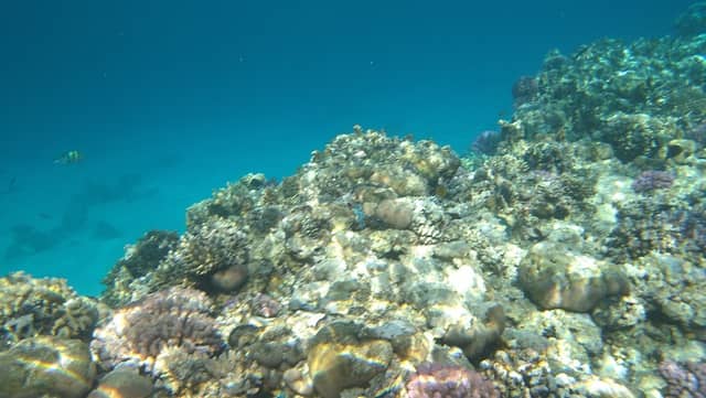 Coral Beach - Image 3