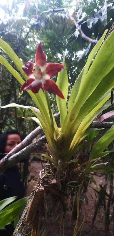 EcoSelva Orchid Garden - Image 2