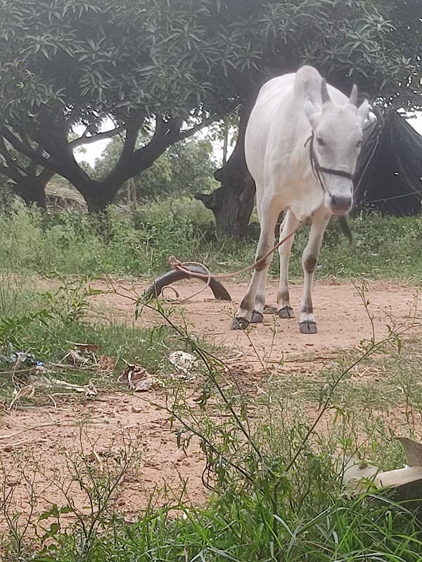Karthik Chinnu's farm House and cattel farm - Image 1