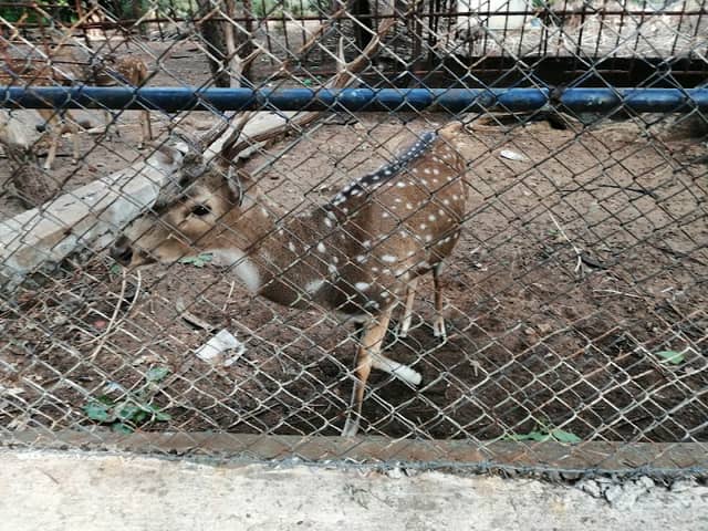 DEER PARK - Image 1
