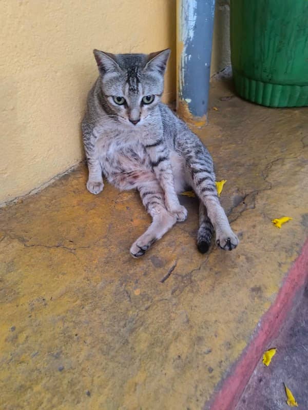 Good cat - Image 1