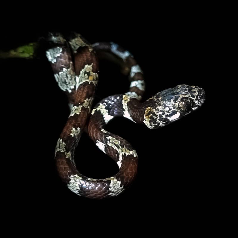 Still Wild Nature/Nightwalk Tour - Image 1