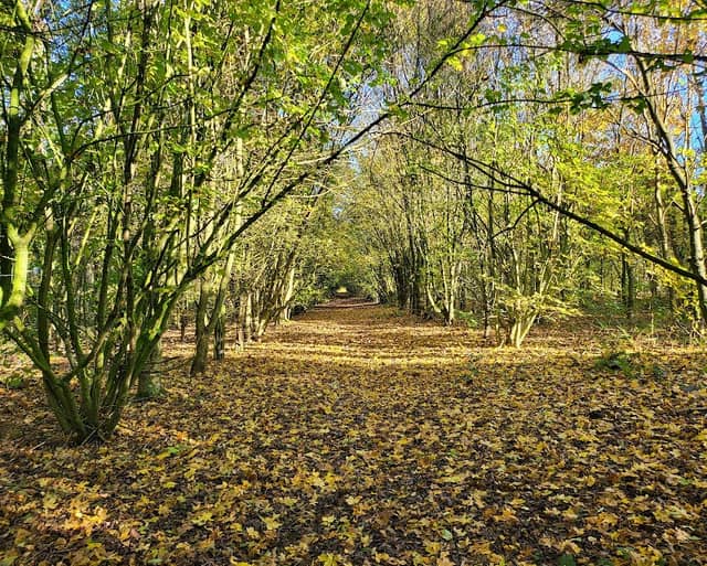 Goseley Dale Wood - Image 3