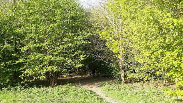 Goseley Dale Wood - Image 1
