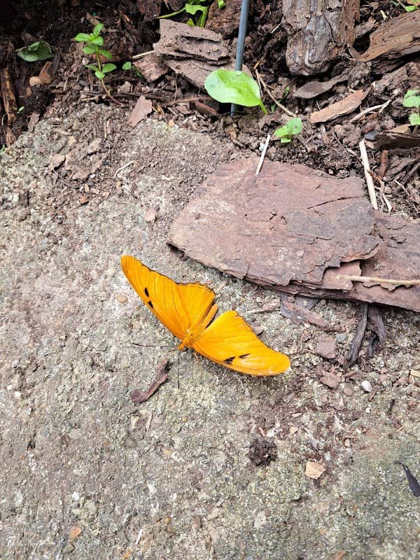Charlie Miller Butterfly House - Image 1