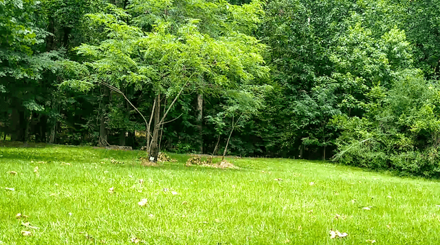 Thompson Mills Forest - Georgia State Arboretum - Image 2