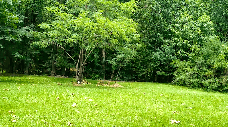 Thompson Mills Forest - Georgia State Arboretum - Image 2