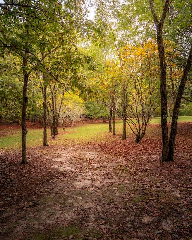 Thompson Mills Forest - Georgia State Arboretum - Image 1