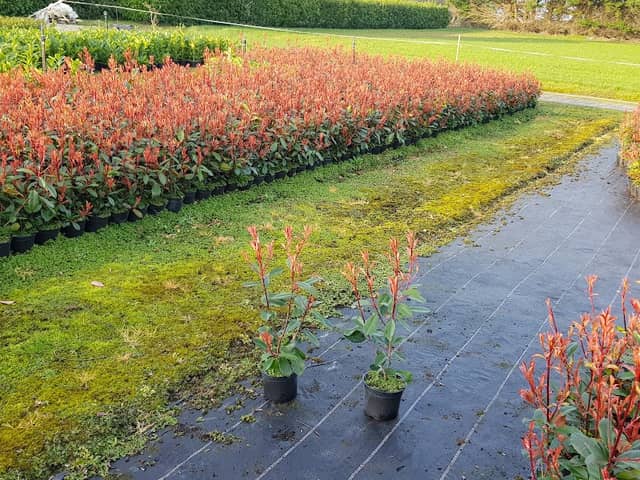 Donal Leahy Nurseries - Image 1