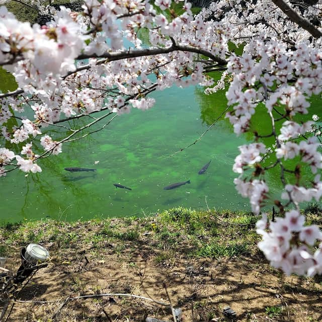清水と和鯉の撮影スポット - Image 1