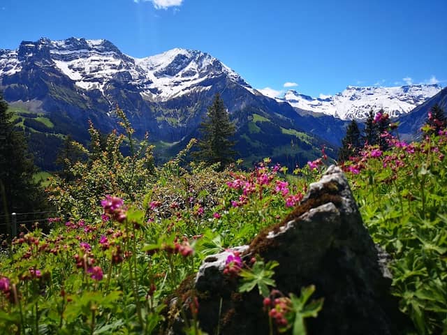Alpengarten Höreli - Image 1