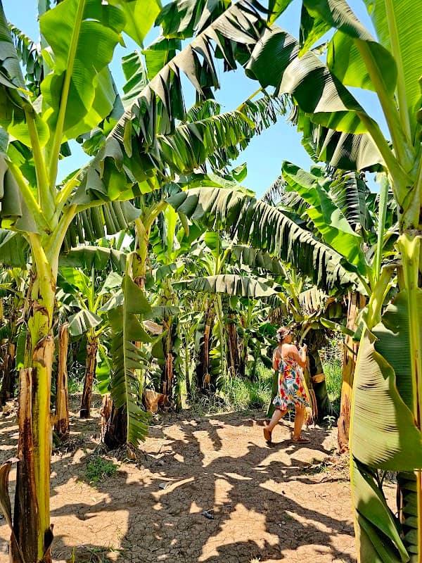 Bananowa Wyspa - Image 1