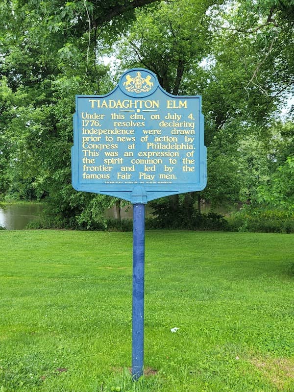 Tiadaghton Elm - Image 2