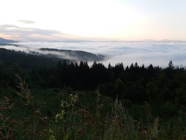 Bench by the forest - Image 1
