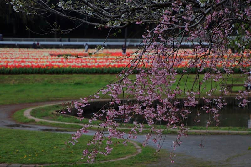 あけぼの山農業公園 しだれ梅 - Image 1