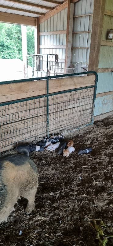 Alpacas of Troy - Image 2