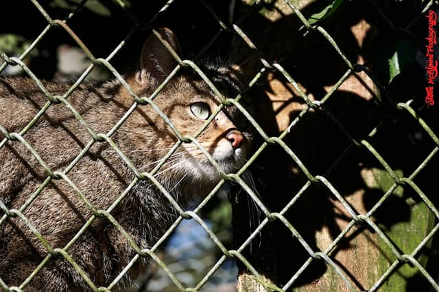 Europäische Wildkatze - Image 1
