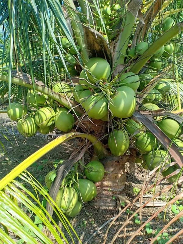 RICOCONUT FARM SUNGAI KAJANG - Image 1
