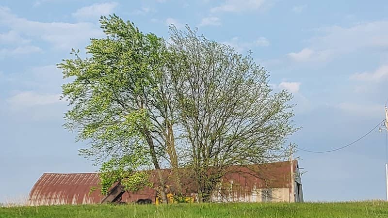 Tree in Truck - Image 1