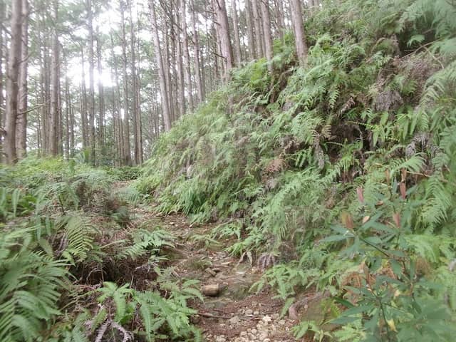 七曲がり 大辺路富田坂 - Image 2
