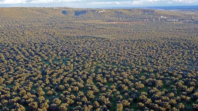 Monte Papa Ciro - Image 2