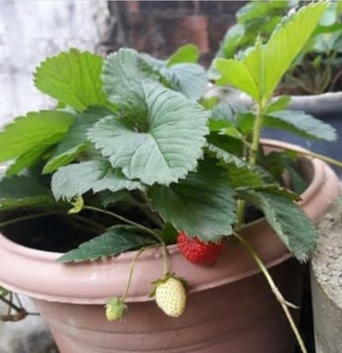 Fundo de quintal frutíferas e rosas