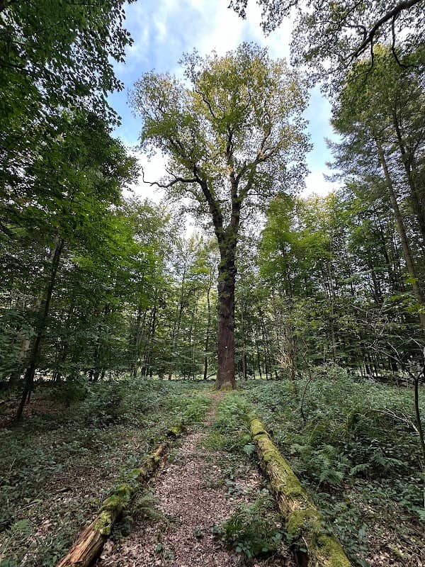 Thiergarten Eiche im Kurfürstlichen Thiergarten - Image 1