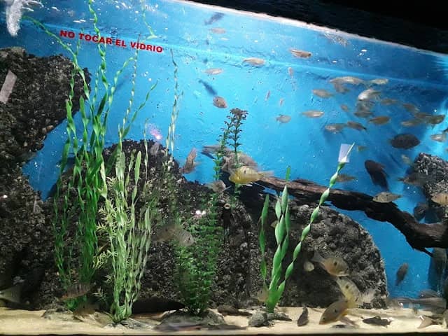 Colonia del Sacramento Aquarium - Image 2