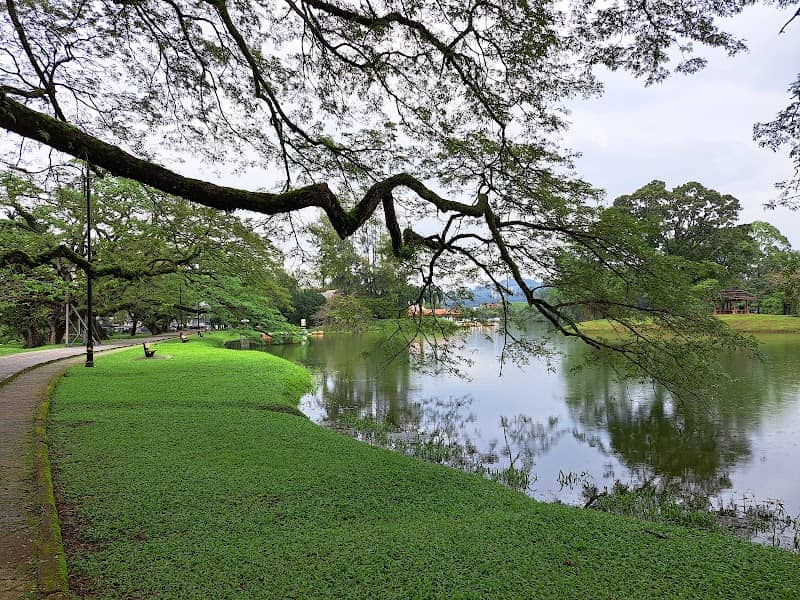 That Taiping Tree - Image 3