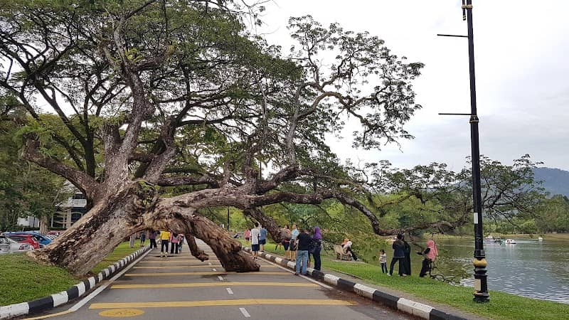 That Taiping Tree - Image 1