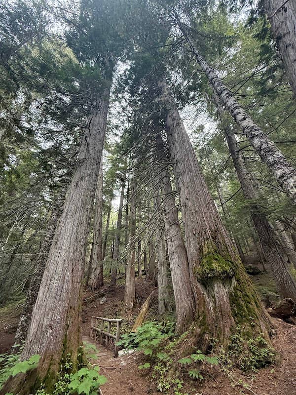 Ancient Cedars Trail (Parking and Trail Start) - Image 1