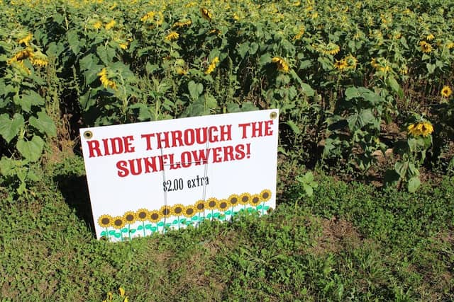 Sunflowers in Jarrettsville - Image 2