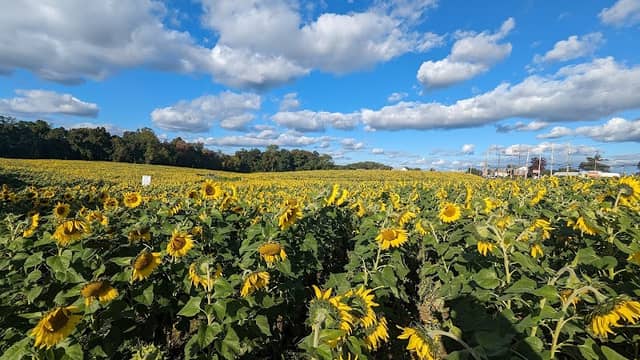 Sunflowers in Jarrettsville - Image 1