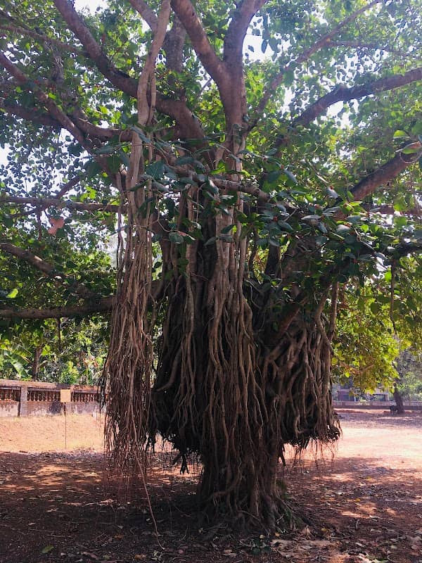 Parakadavu Kovilakathumuri - Image 2