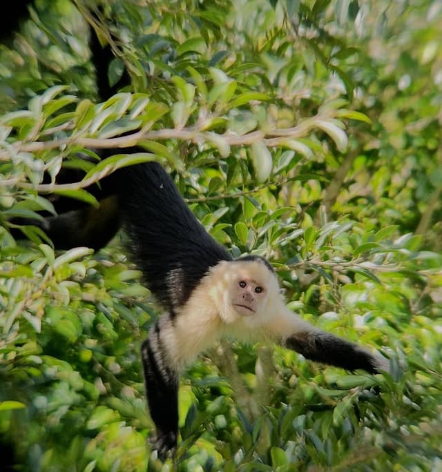 Monteverde DayWalk Tour. - Image 1