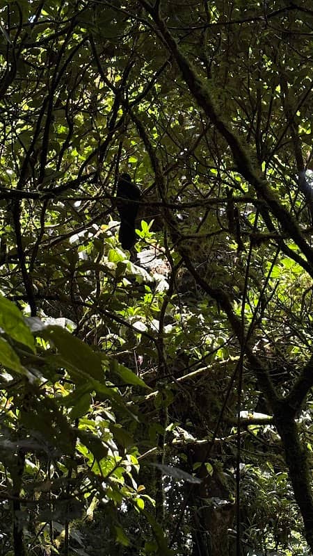Monteverde DayWalk Tour. - Image 2