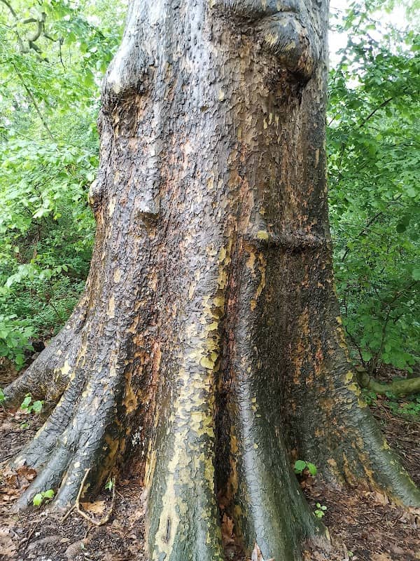 Riesen Platane (Platanus x Hispanica) - Image 2
