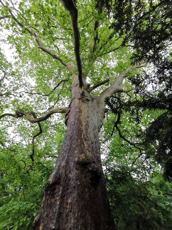 Riesen Platane (Platanus x Hispanica) - Image 1