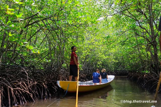 Mangrove Point - Image 1