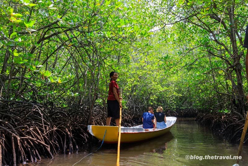 Mangrove Point - Image 1