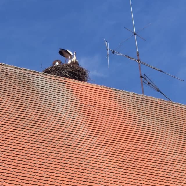 Stork Nest - Image 2