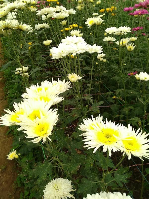 Chrysanthemum Village Travel Clapar - Image 1