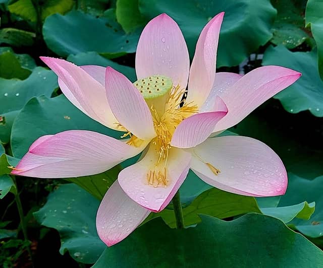 Ho Sheung Heung Lotus Pond - Image 1