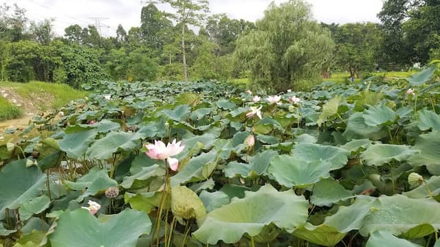 Ho Sheung Heung Lotus Pond - Image 2