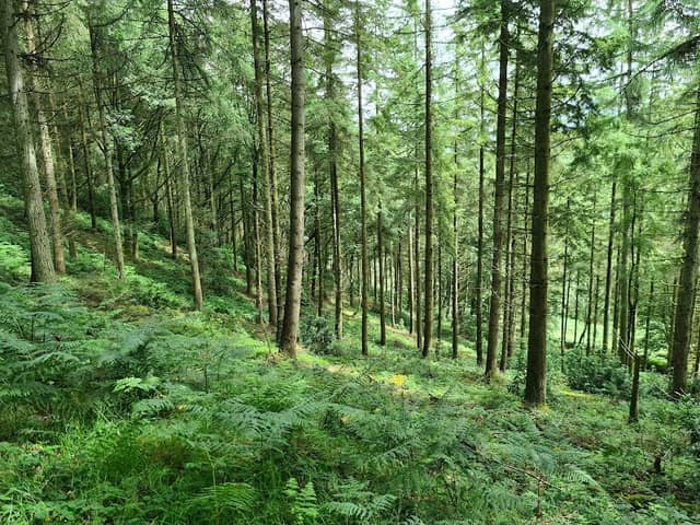 Great Wood - Image 2